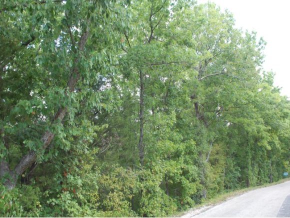 Goodnight Hollow Road Walnut Shade, MO 65771 - Photo 1 of 1 Primary Photo