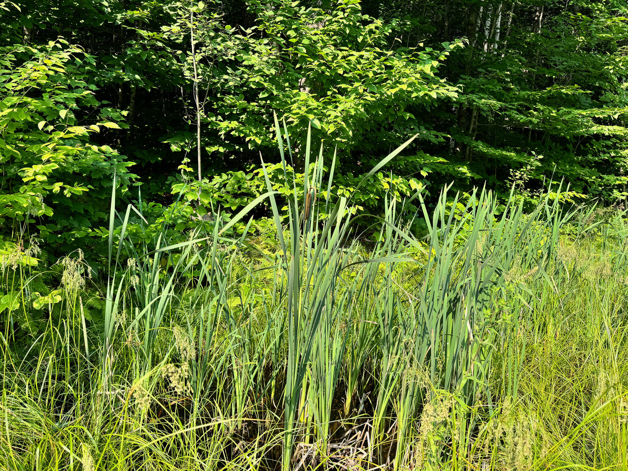 286 Abbee Pond Road Brownville, ME 04414 - Photo 17 of 30 IMG_7165