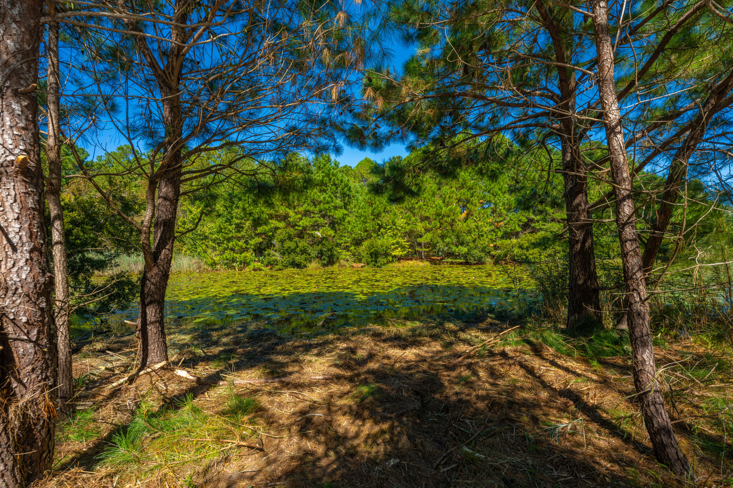 6131 Rudder Lane Awendaw, SC 29429 - Photo 15 of 29 6131RudderLn049