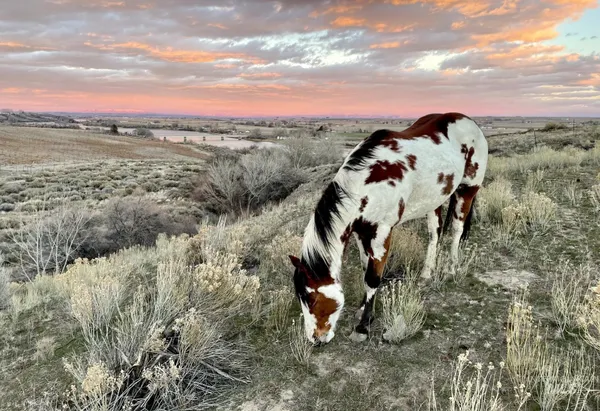 $250,000 | Tbd Snively Gulch Road, Adrian, OR 97901