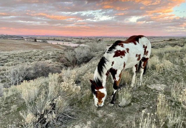 $250,000 | Tbd Snively Gulch Road, Adrian, OR 97901