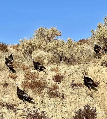 $250,000 | Tbd Snively Gulch Road, Adrian, OR 97901