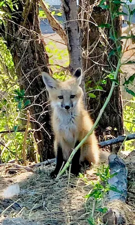 $250,000 | Tbd Snively Gulch Road, Adrian, OR 97901