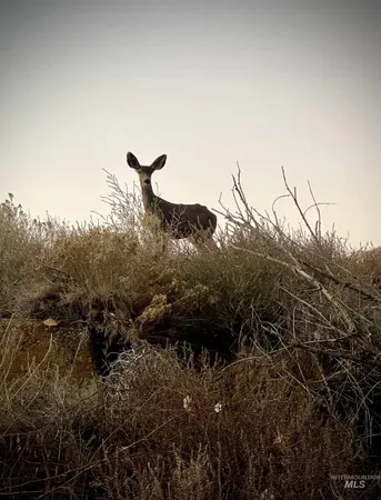 $250,000 | Tbd Snively Gulch Road, Adrian, OR 97901