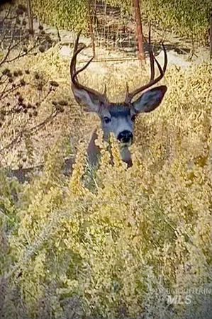 $250,000 | Tbd Snively Gulch Road, Adrian, OR 97901