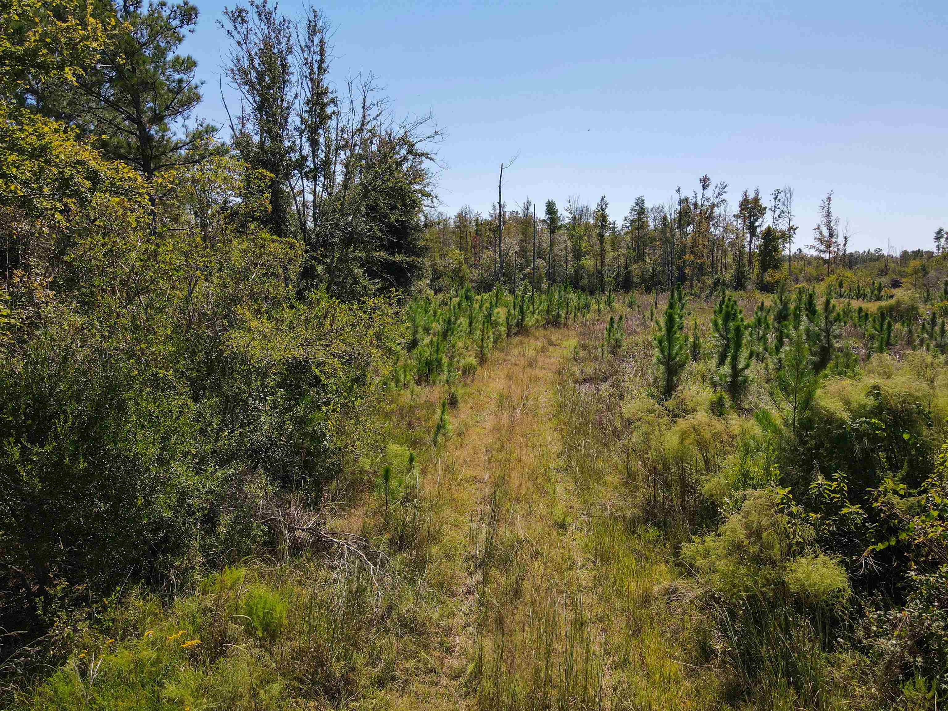 0 Southwest Mount Gilead Road Greenville, FL 32331 - Photo 33 of 33