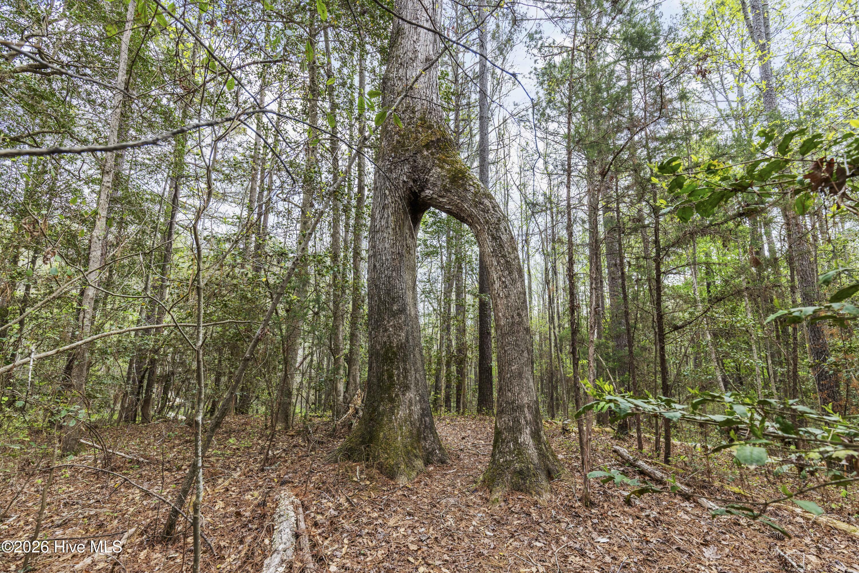 215 Cameron Camp Road Cameron, NC 28326 - Photo 57 of 65 Gallery Image 57