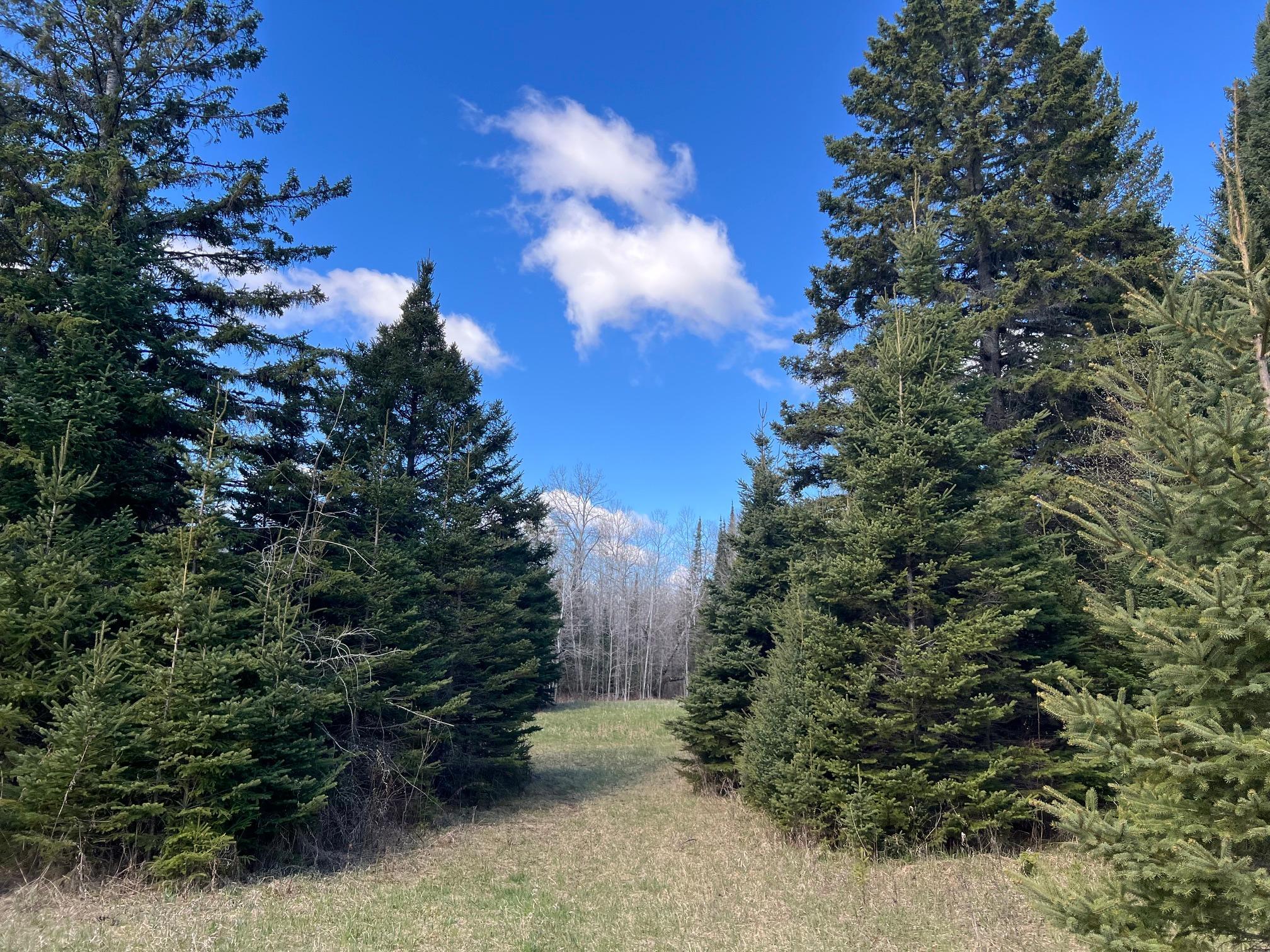 Parcel D Township Road East Floodwood, MN 55736 - Photo 6 of 22