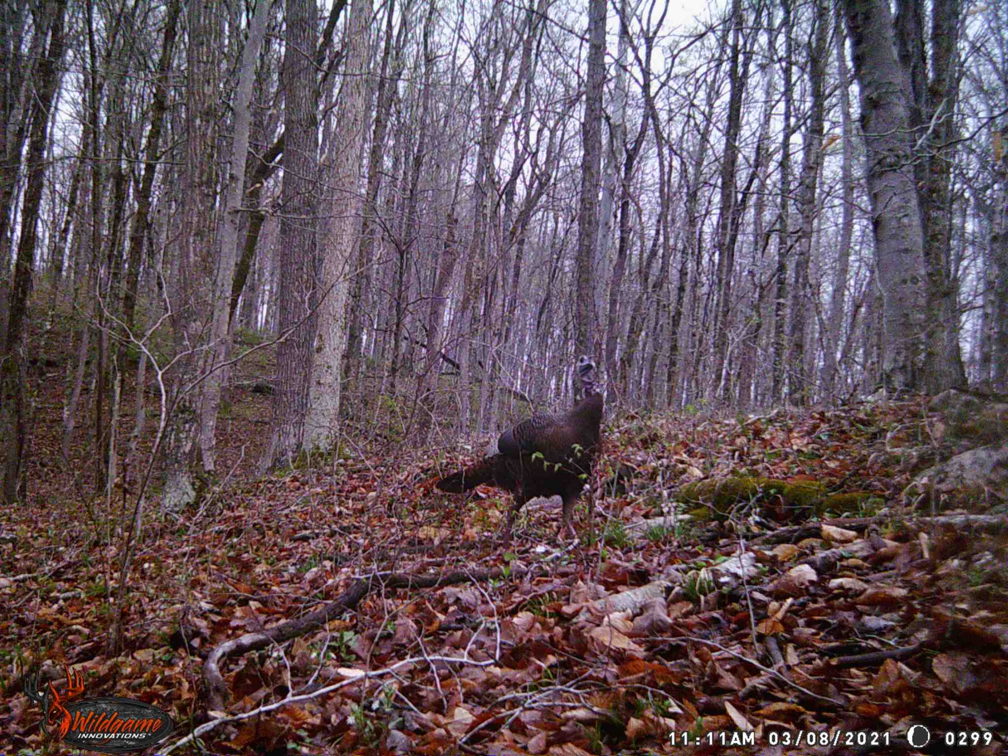 East Carnes Mill Road English, IN 47118 - Photo 12 of 21