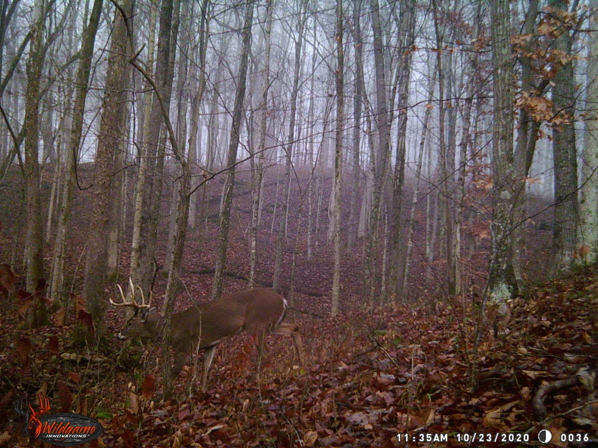 East Carnes Mill Road English, IN 47118 - Photo 15 of 21
