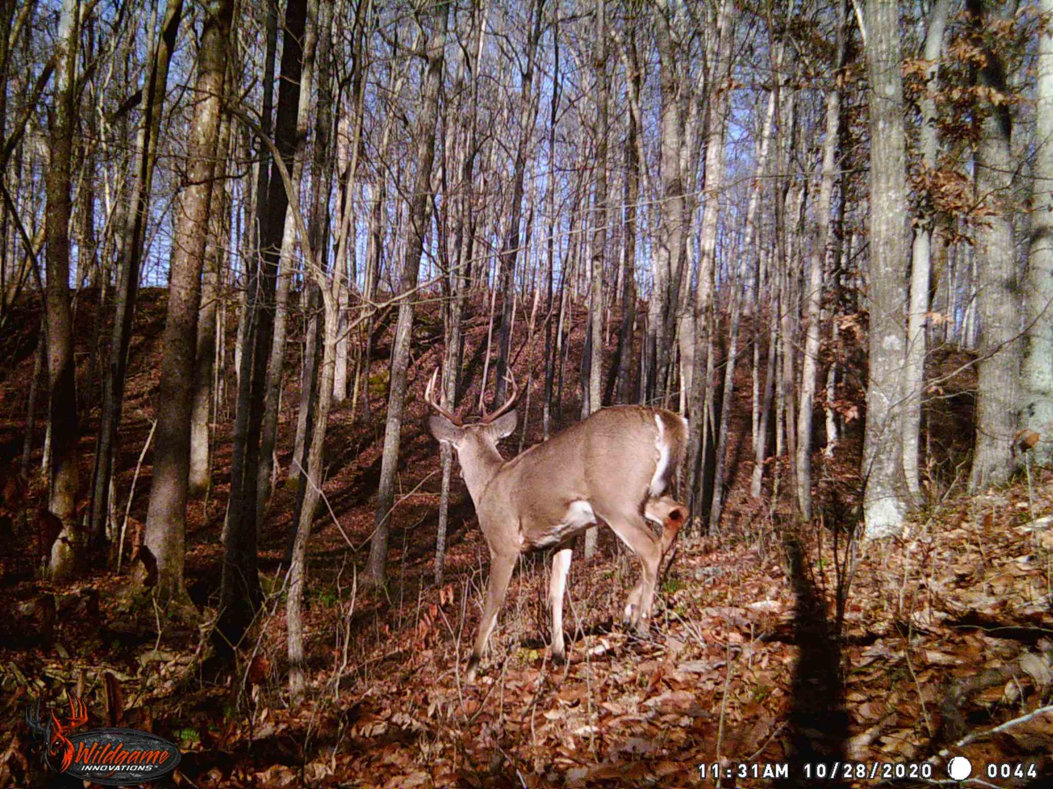 East Carnes Mill Road English, IN 47118 - Photo 16 of 21