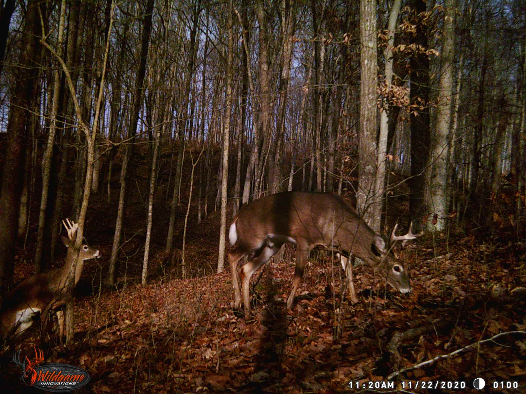 East Carnes Mill Road English, IN 47118 - Photo 19 of 21