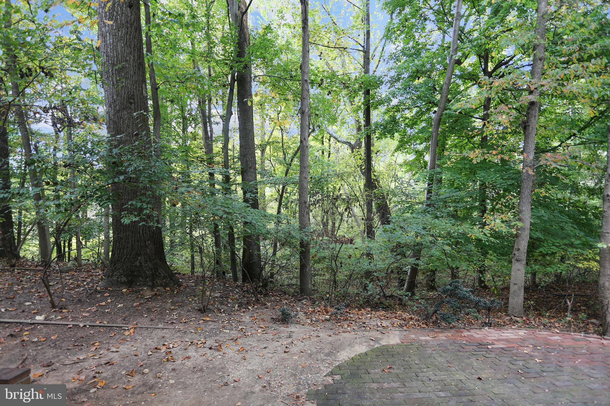 3928 Rickover Road Silver Spring, MD 20902 - Photo 55 of 62 a view of a forest with trees in the background