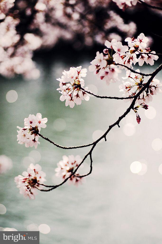 3928 Rickover Road Silver Spring, MD 20902 - Photo 57 of 62 a view of a vase of flowers sitting on a table