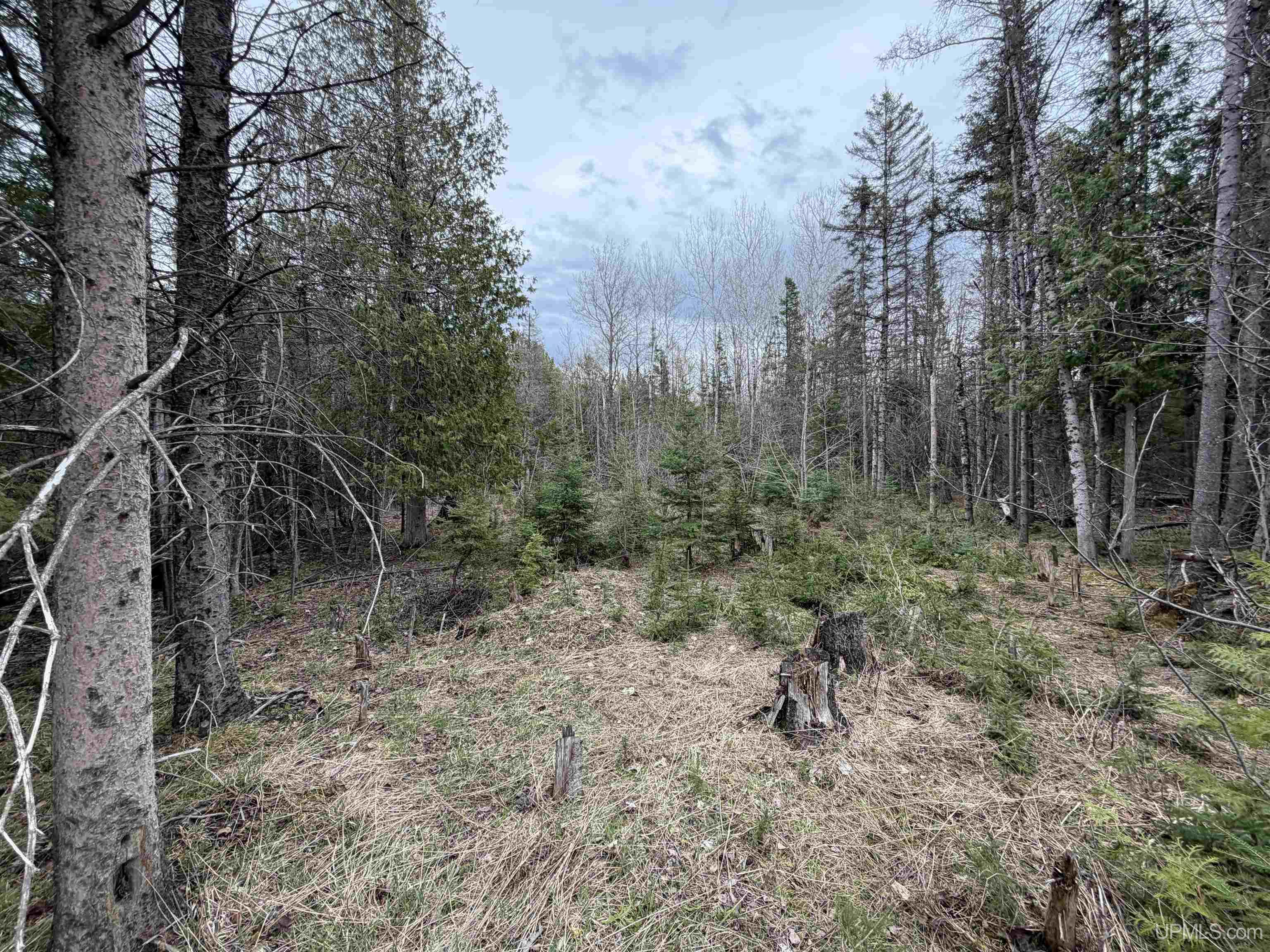 41 Rd Trenary Mi 49891 Road Rapid River, MI 49878 - Photo 1 of 10