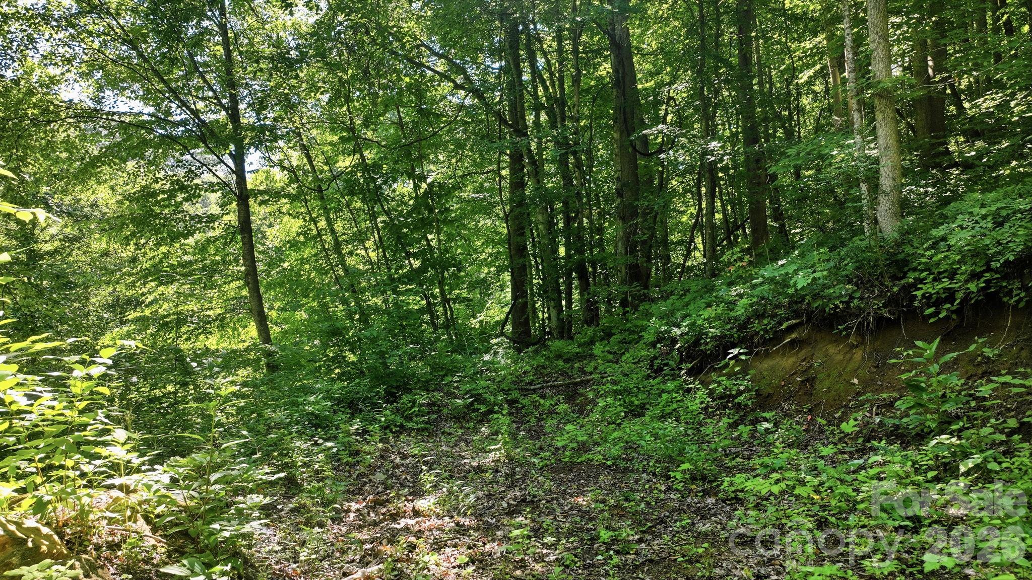 618 Dark Ridge Road Sylva, NC 28779 - Photo 7 of 18