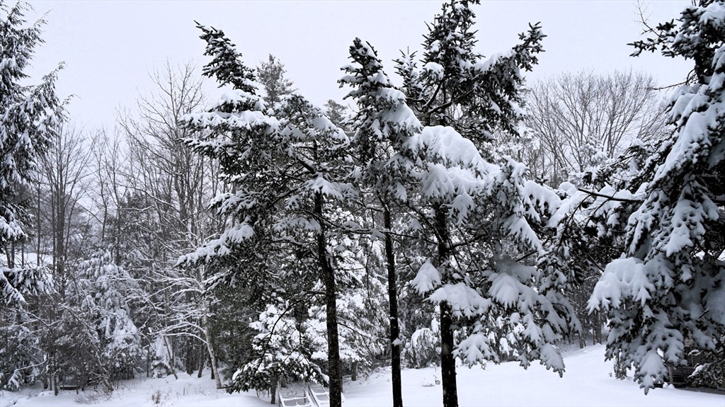 16 Blueberry Road Ashburnham, MA 01430 - Photo 38 of 42 a view of a tree