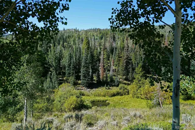 a view of a lush green forest