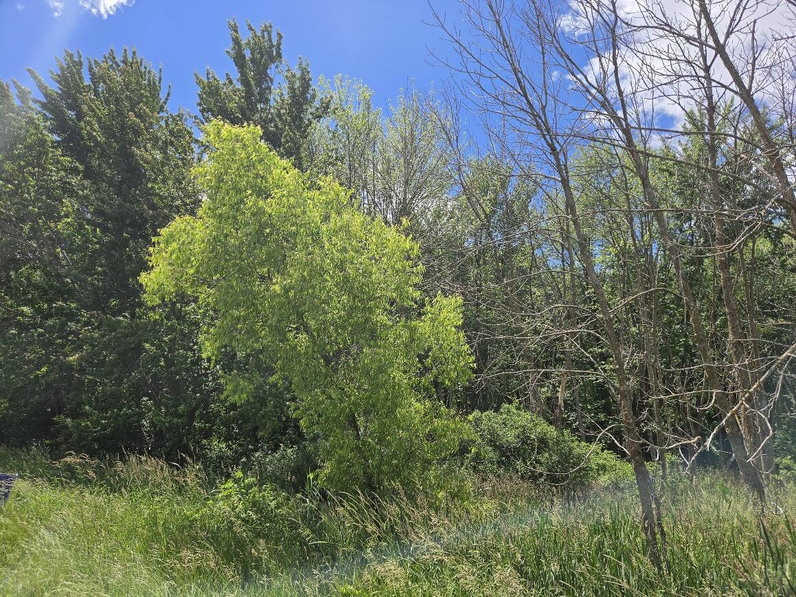 1 Tamarack Road Brillion, WI 54110 - Photo 12 of 18 Wooded