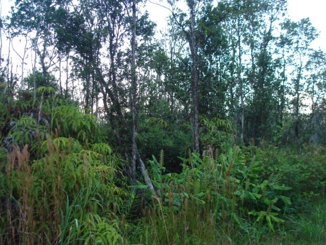 42 Ohialani Road Mountain View, HI 96771 - Photo 1 of 3 Gallery Image 1