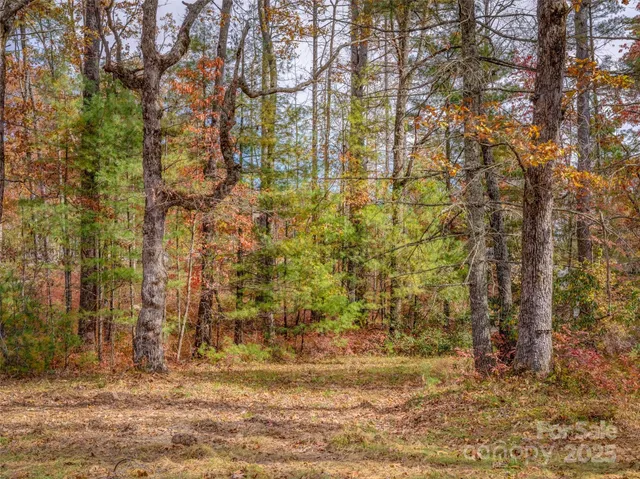 a view of backyard with large trees
