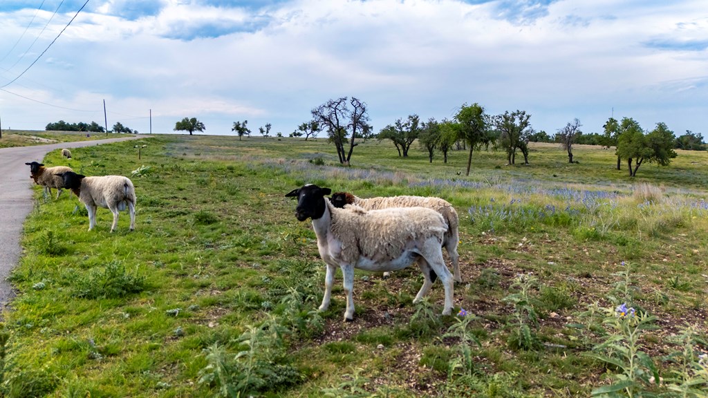 Lot 24 Badger Rdg Road Fredericksburg, TX 78624 - Photo 12 of 22