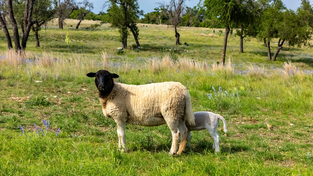 Lot 24 Badger Rdg Road Fredericksburg, TX 78624 - Photo 4 of 22