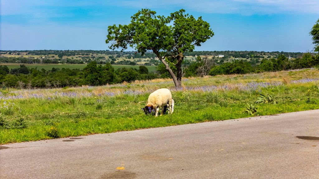 Lot 24 Badger Rdg Road Fredericksburg, TX 78624 - Photo 5 of 22