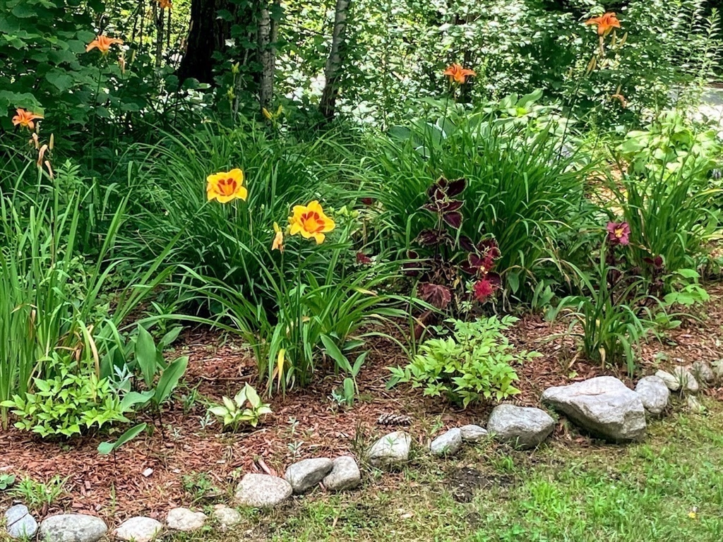 36 Old Battery Road Townsend, MA 01474 - Photo 11 of 33 a view of a bunch of plants