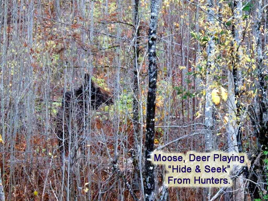 Lot 16 B North Road Patten, ME 04765 - Photo 29 of 31 patten-me-moose