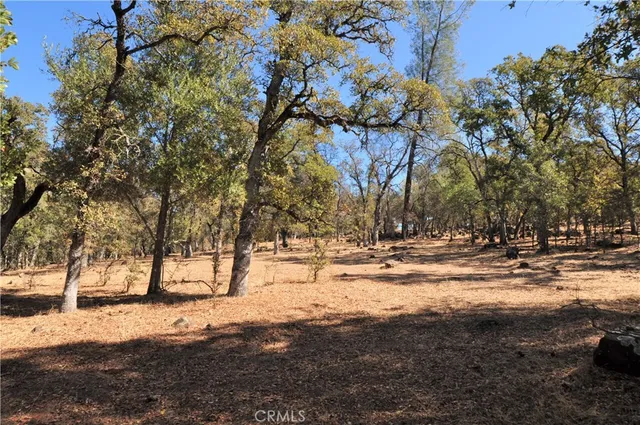 a view of empty space with large trees