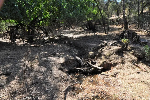 a view of a tree in a yard