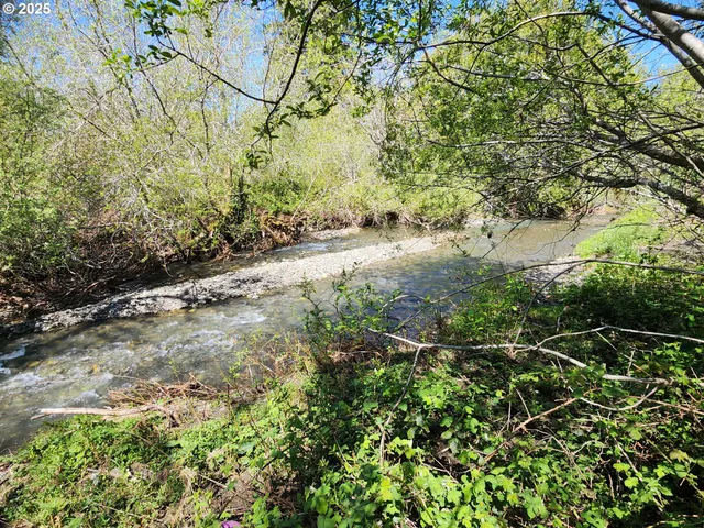 a view of a yard with plants and trees