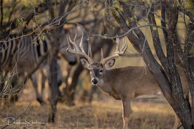 $12,995,000 | 12601 Farm To Market 586, Brookesmith, TX 76827