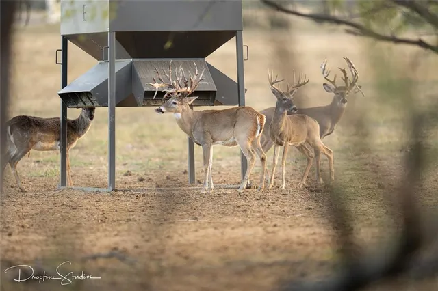 $12,995,000 | 12601 Farm To Market 586, Brookesmith, TX 76827