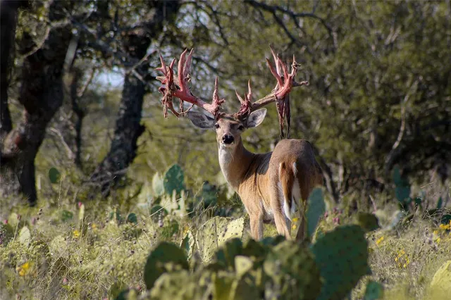 $12,995,000 | 12601 Farm To Market 586, Brookesmith, TX 76827