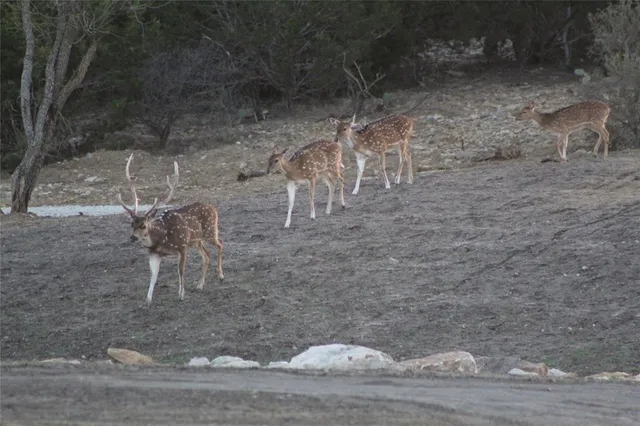 $12,995,000 | 12601 Farm To Market 586, Brookesmith, TX 76827