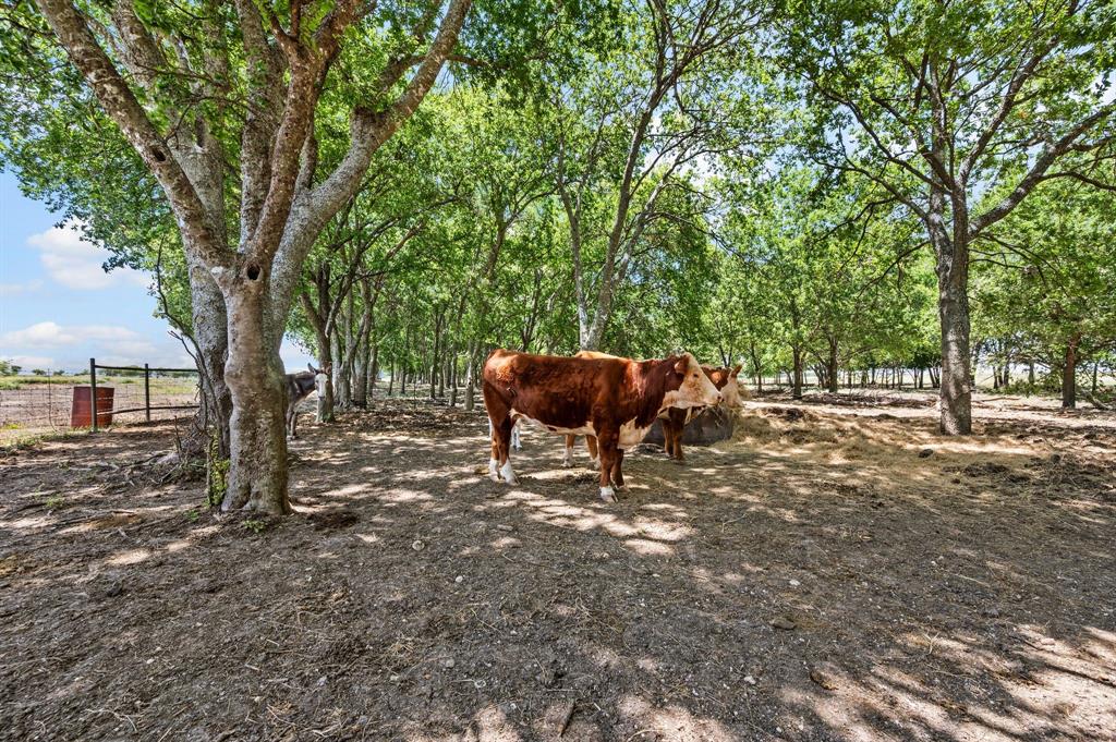 1216 W Road Waxahachie, TX 75165 - Photo 29 of 40 a view of outdoor space with tree s