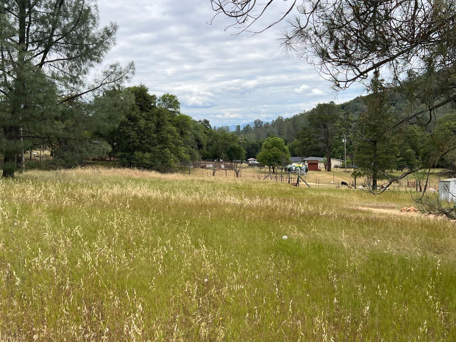 10840 Pool Station Road Angels Camp, CA 95222 - Photo 3 of 10 a view of a yard with a tree