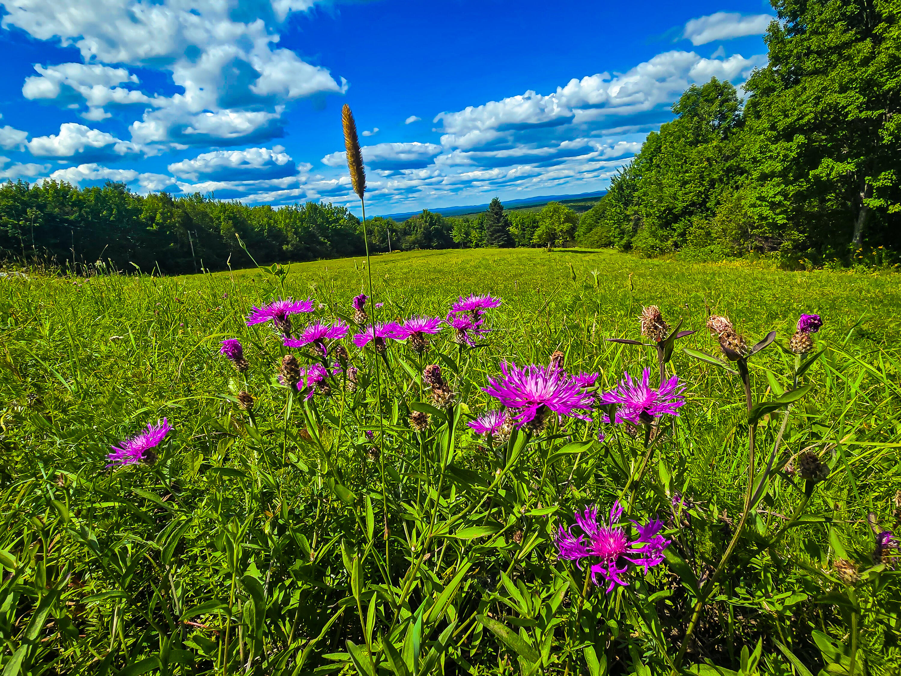 226 Harris Hill Road Weston, ME 04424 - Photo 8 of 46 226 Harris Hill -54
