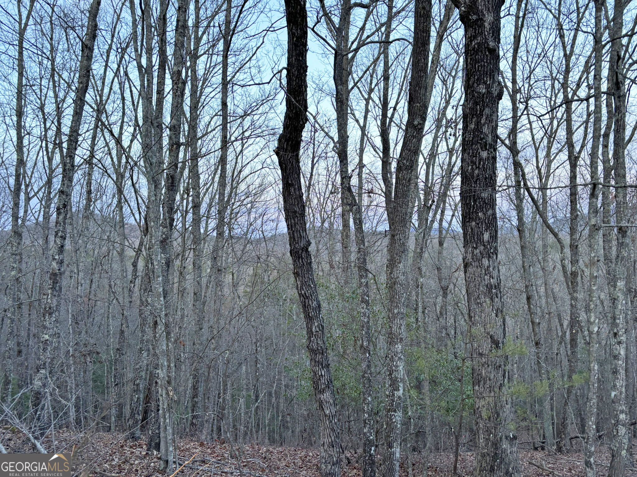 2372 Humphrey Mill Road Mineral Bluff, GA 30559 - Photo 12 of 42 a view of forest