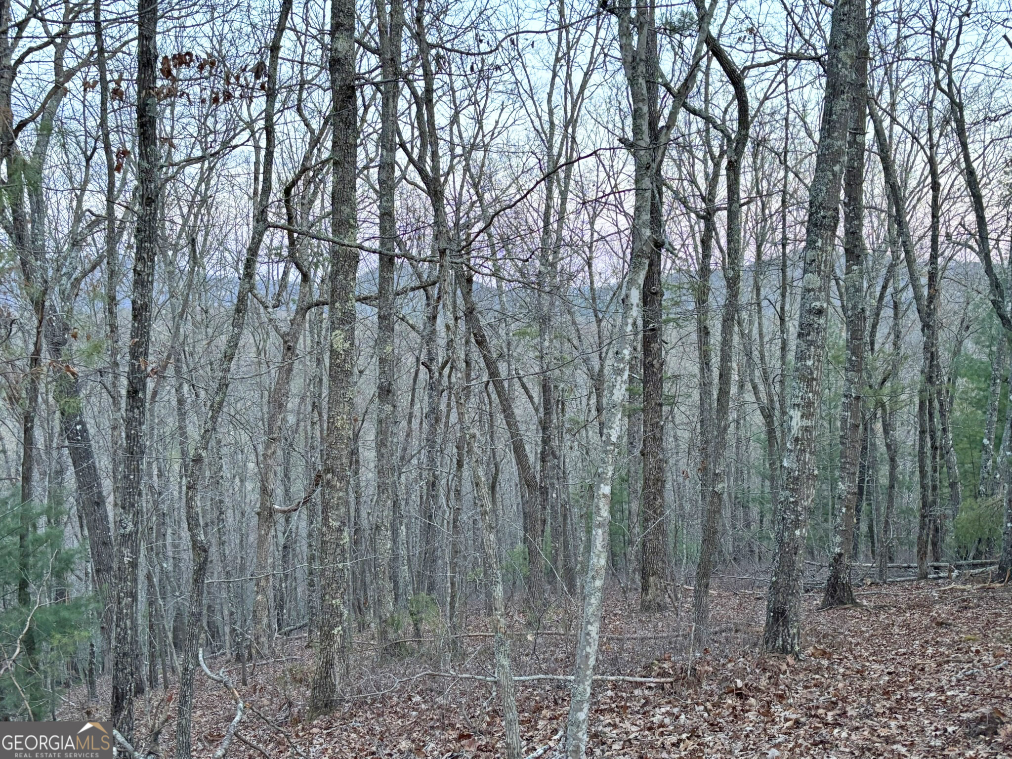 2372 Humphrey Mill Road Mineral Bluff, GA 30559 - Photo 15 of 42 a view of a forest with trees in the background