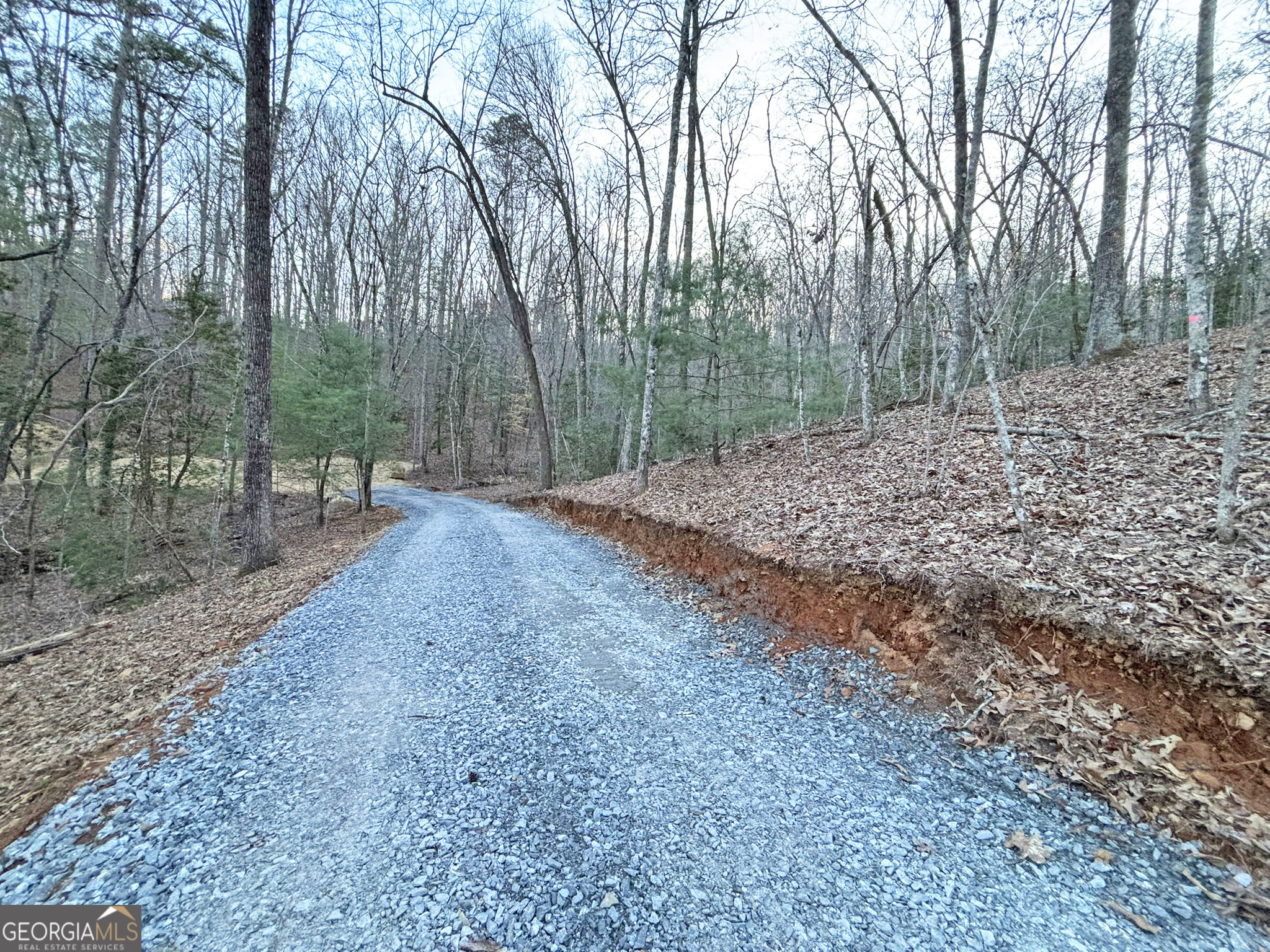 2372 Humphrey Mill Road Mineral Bluff, GA 30559 - Photo 16 of 42 a view of a forest with trees in the background
