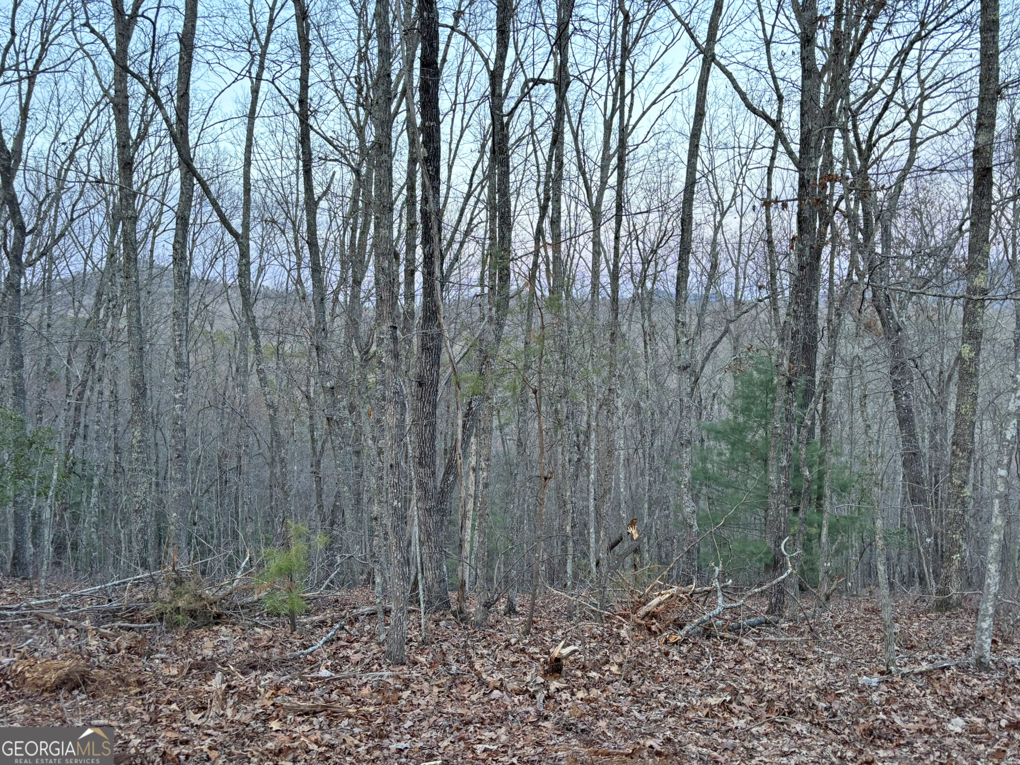 2372 Humphrey Mill Road Mineral Bluff, GA 30559 - Photo 21 of 42 a view of outdoor space with lots of trees