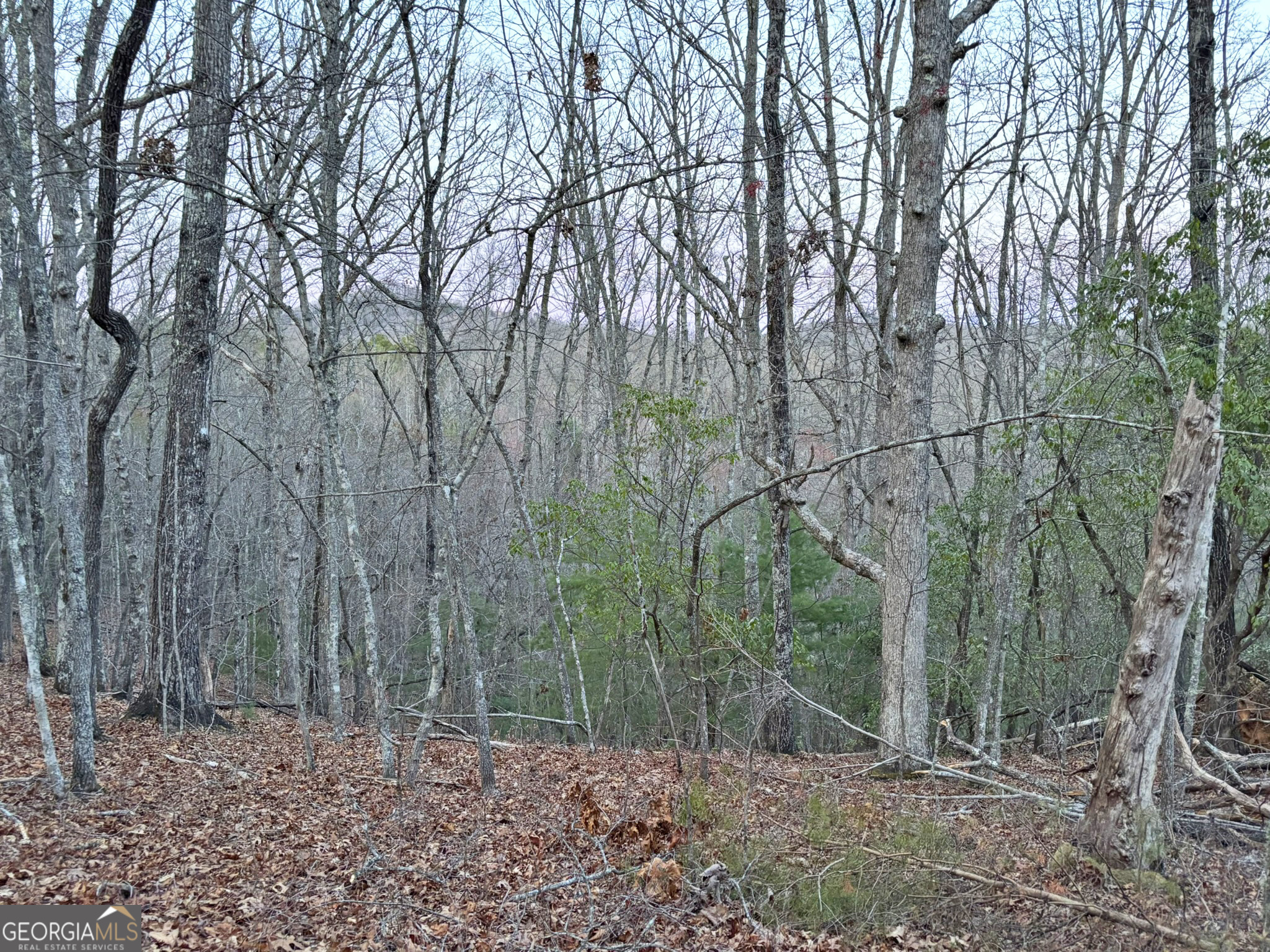 2372 Humphrey Mill Road Mineral Bluff, GA 30559 - Photo 23 of 42 a backyard of a house with lots of green space
