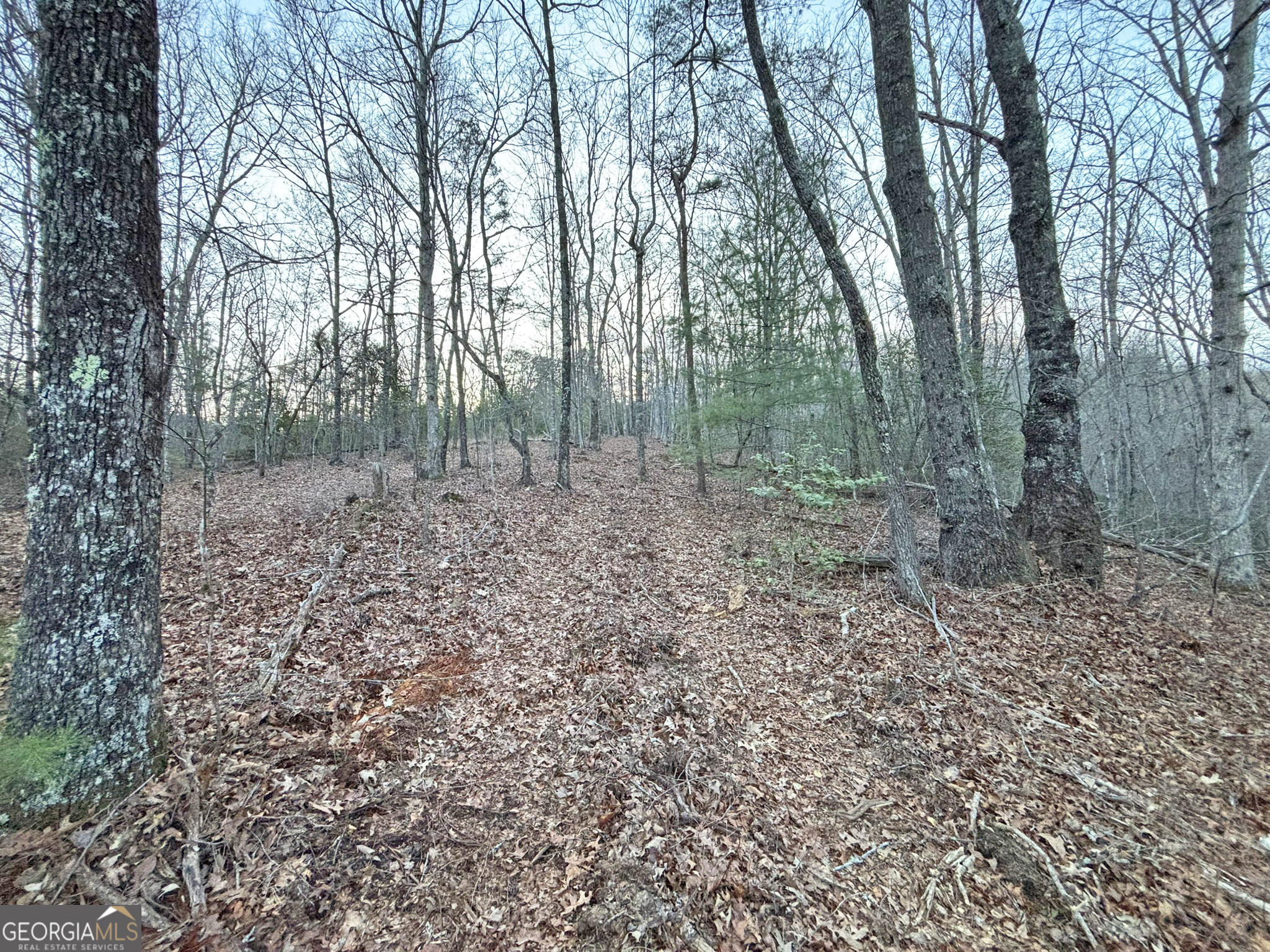 2372 Humphrey Mill Road Mineral Bluff, GA 30559 - Photo 24 of 42 a view of a forest with trees in the background