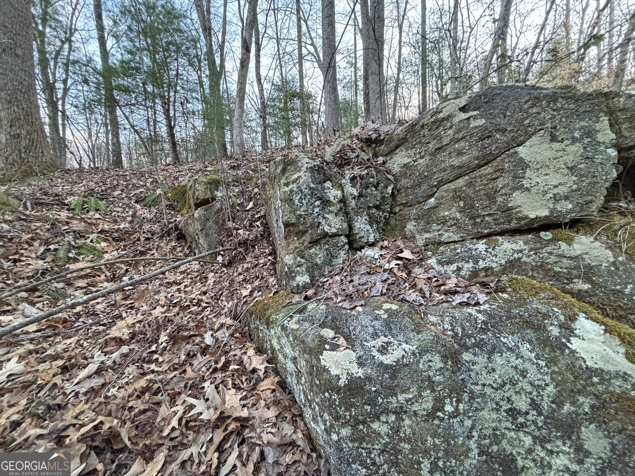 2372 Humphrey Mill Road Mineral Bluff, GA 30559 - Photo 25 of 42 a view of a forest filled with trees