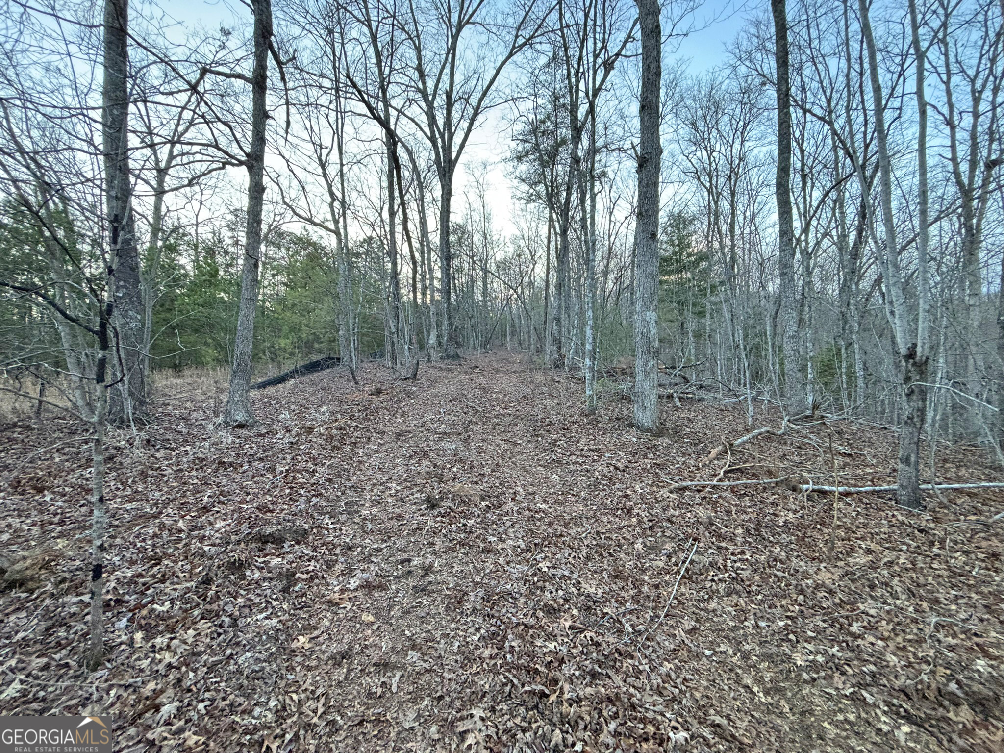 2372 Humphrey Mill Road Mineral Bluff, GA 30559 - Photo 26 of 42 a view of a forest with trees in the background
