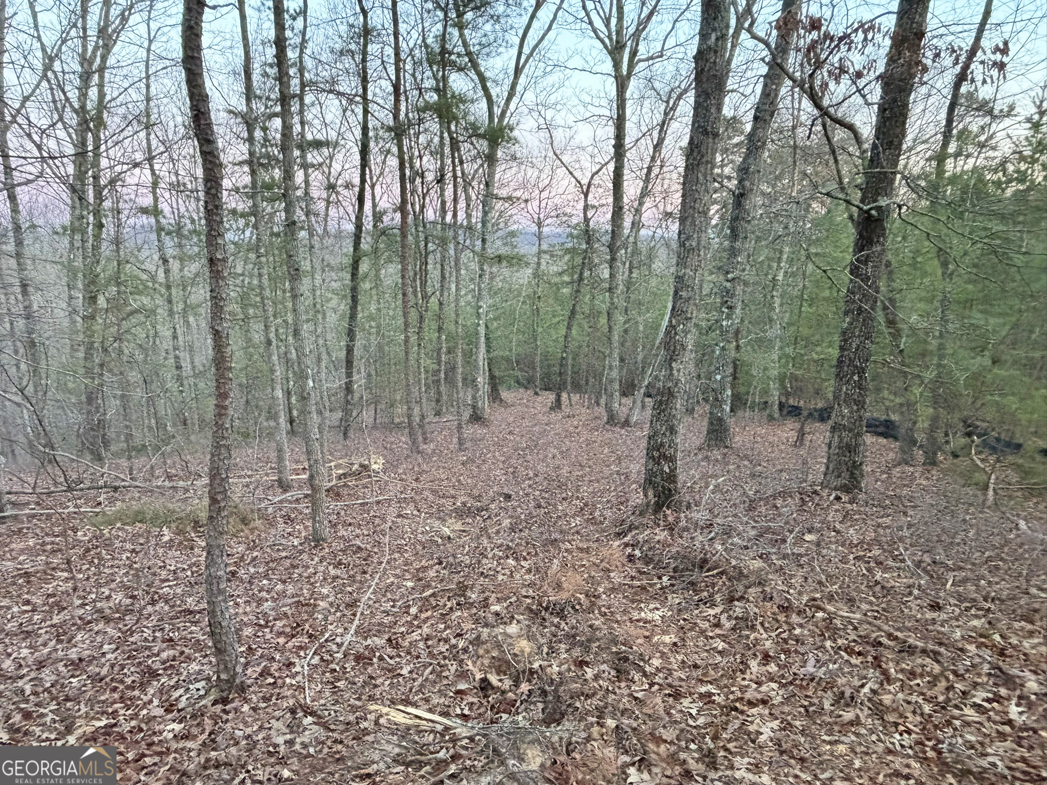 2372 Humphrey Mill Road Mineral Bluff, GA 30559 - Photo 27 of 42 a view of a forest with trees in the background