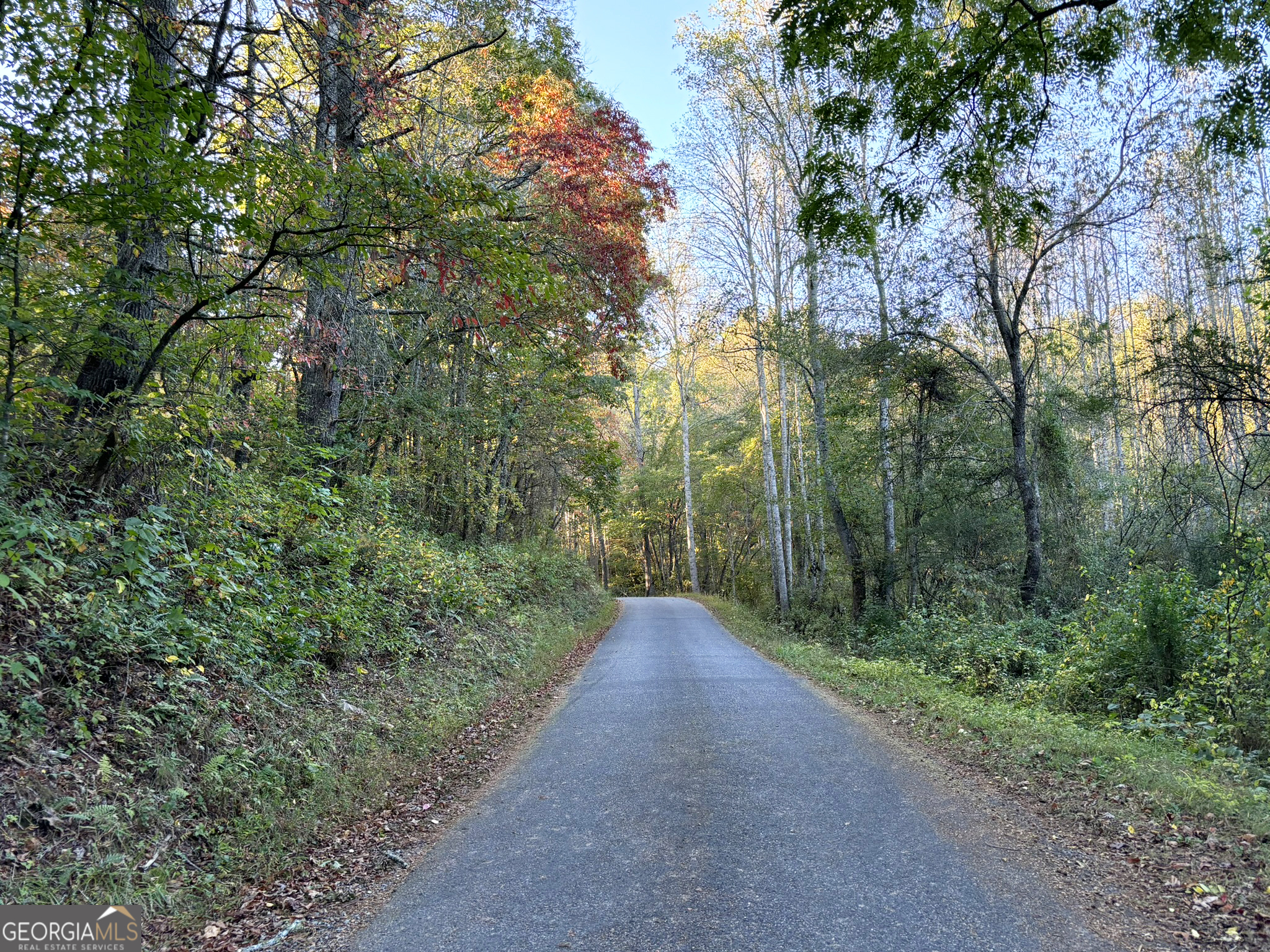 2372 Humphrey Mill Road Mineral Bluff, GA 30559 - Photo 28 of 42 a view of a forest with trees